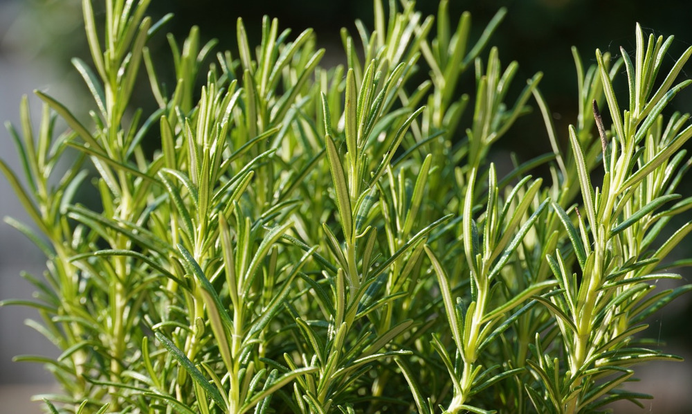 rosemary plant
